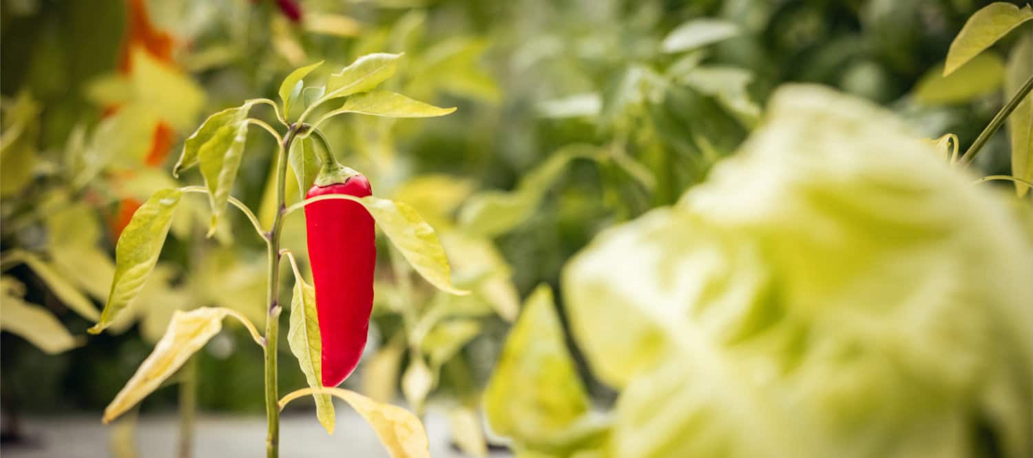 Frisch geerntetes Gemüse.