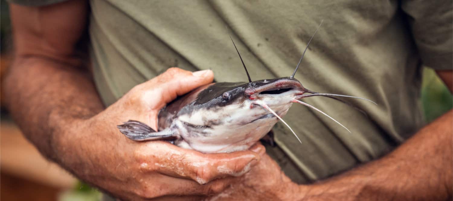 Frisch geerntetes Gemüse.