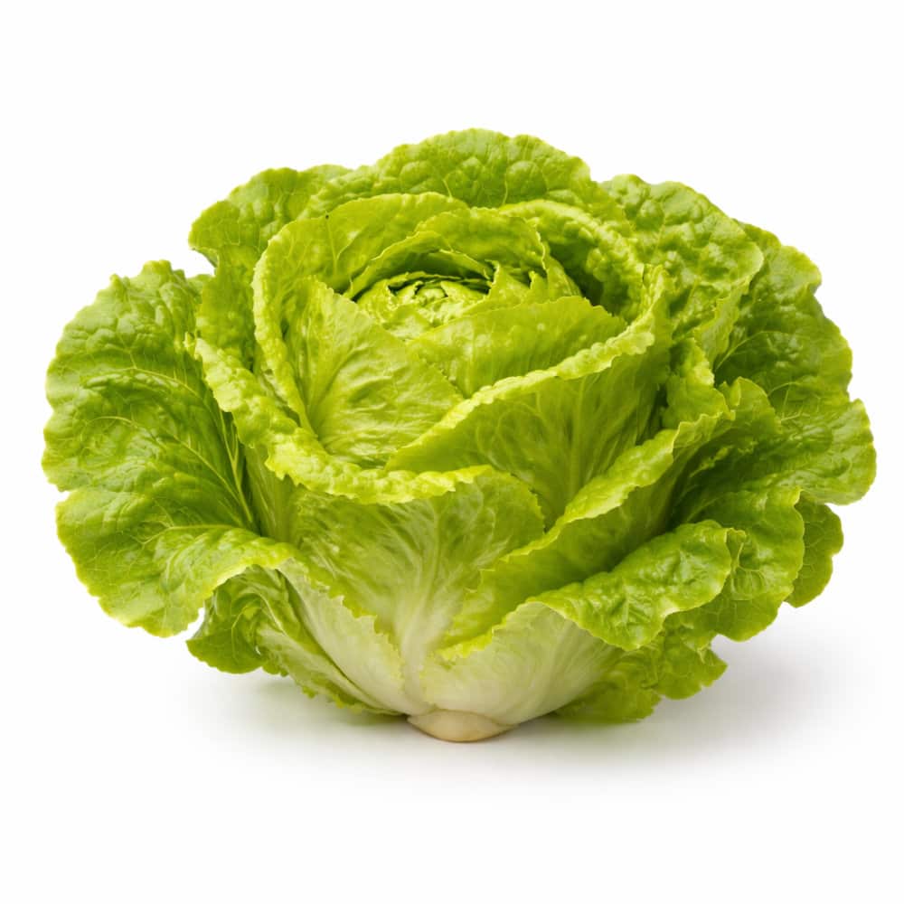Frischer Salatkopf