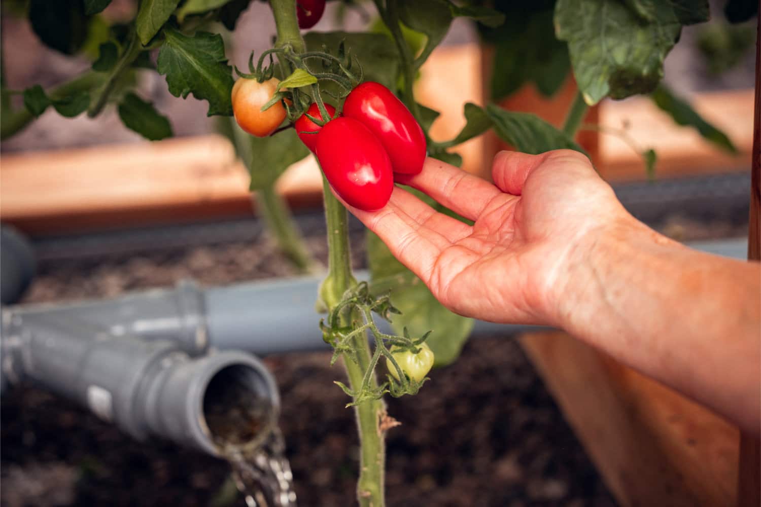 Pomodori freschi e maturi.